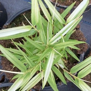 Bambu Fargesia rufa Variegata